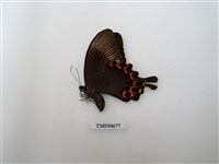 藏品(鳳蝶科,天狗蝶科)的圖片